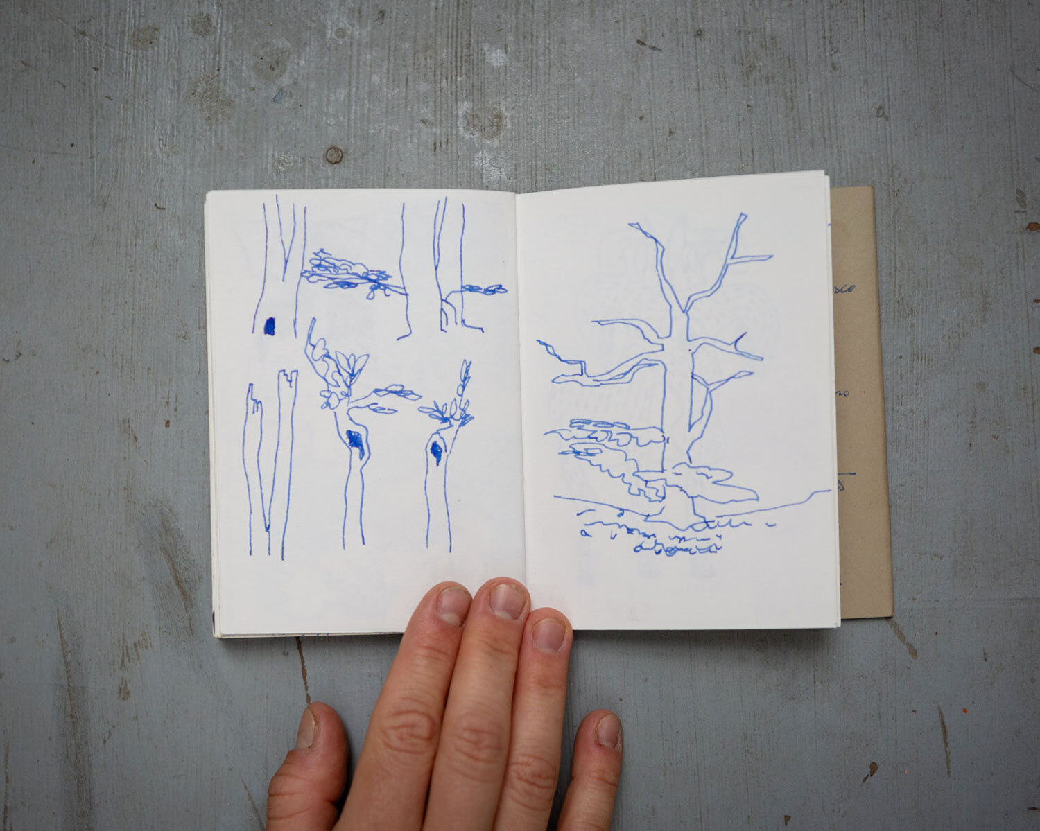 Skizzenbuch. Mit Tinte gezeichnete Baumstudien