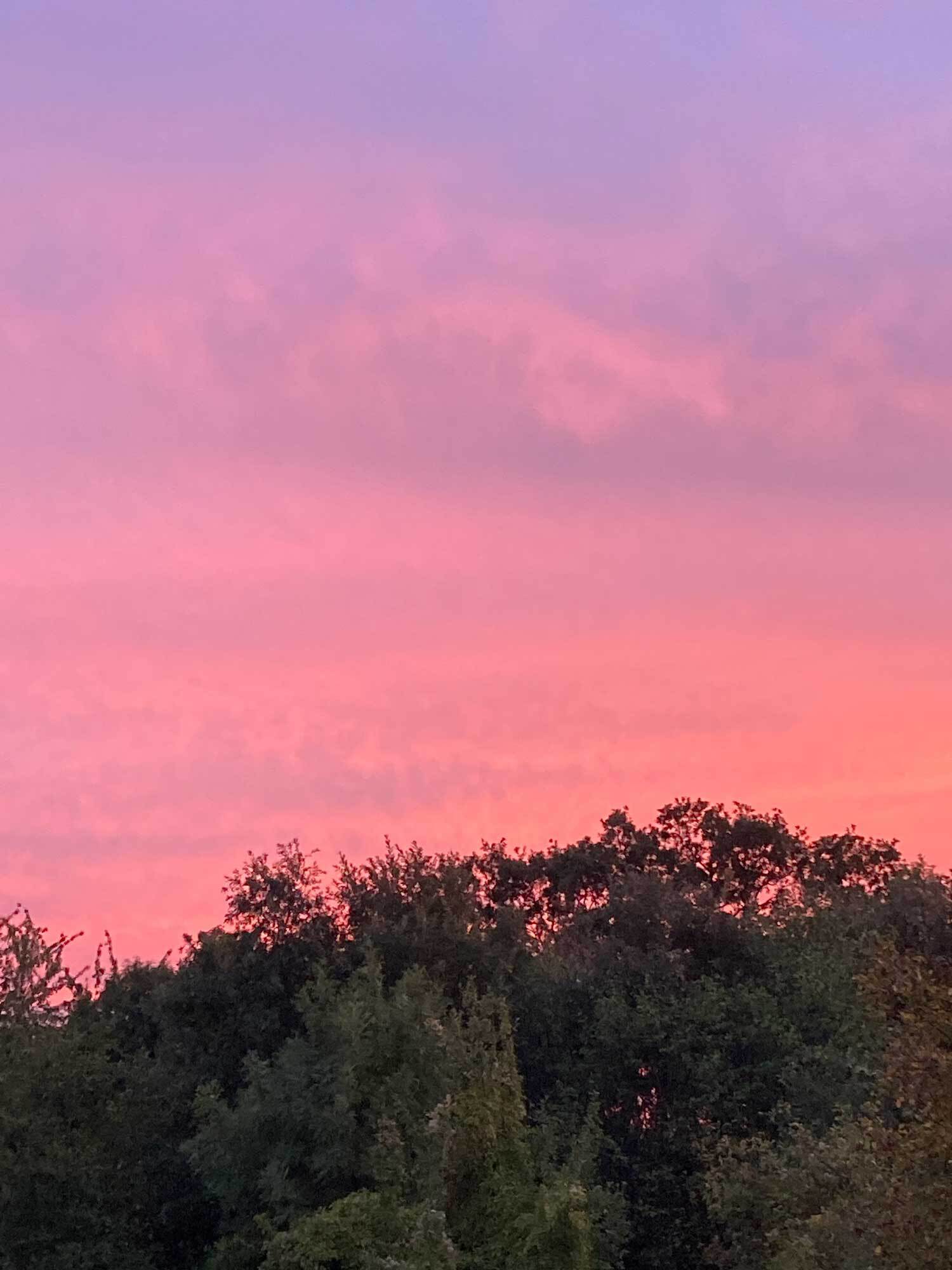 Rosa bis lila Himmel hinter Baumkronen